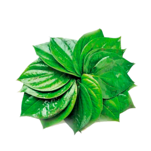 পান পাতা(১বিরা)