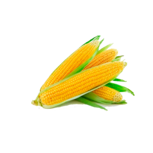 ভুট্টা (৫০০গ্রাম)